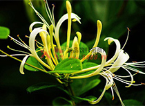 Ұ�����y��