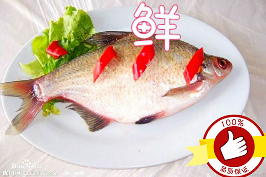 魚樂味視大刀武昌魚1 魚樂味視大刀武昌魚1