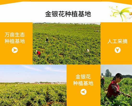 福森源金銀花植物飲品 福森源金銀花植物飲品