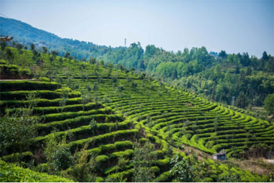 ͻ��50�|�o�ǲ��I(l��ng)���Ј� ��׌�衱Ҫ�������I(y��)�Ĳ衱