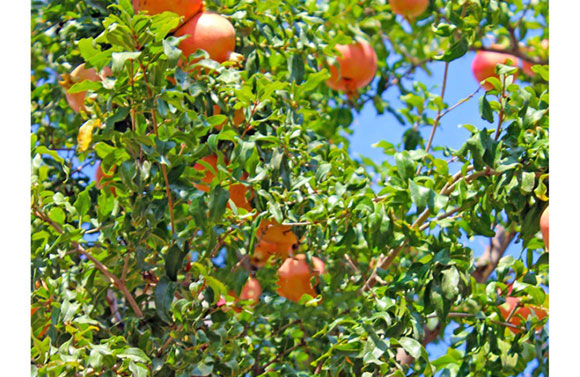 ɽ�|���M(j��n)������޹�˾-ʯ��֭����(c��)_04